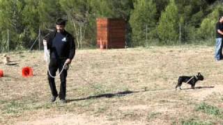 2010.09.19 - Les Cadets Du Club Canin De La Valette