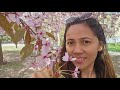 Cherry blossoms 2026 #Roihuvuori #finland #may #2026 #explore #spring #fyp #life #nature #cherry #yt