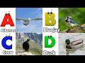 ABC Song | Birds ABC Song | Phonics for Kids| Learn ABC, Baby | Alphabet Letters