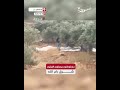 مستوطنون يسرقون الزيتون شرق رام الله#فلسطين #عمون