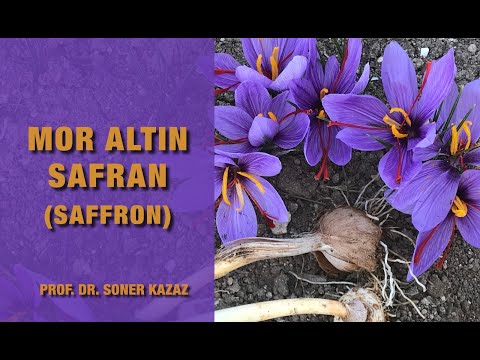 Safran Yetiştiriciliği. Saffron Cultivation.