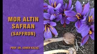 Safran Yetiştiriciliği. Saffron Cultivation.