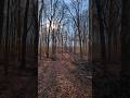 CREATING DYNAMIC &amp; DIVERSE WILDLIFE HABITAT in a HARDWOOD FOREST