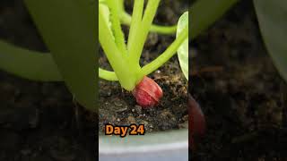 Growing Radish in Little Containers from Seed to Harvest