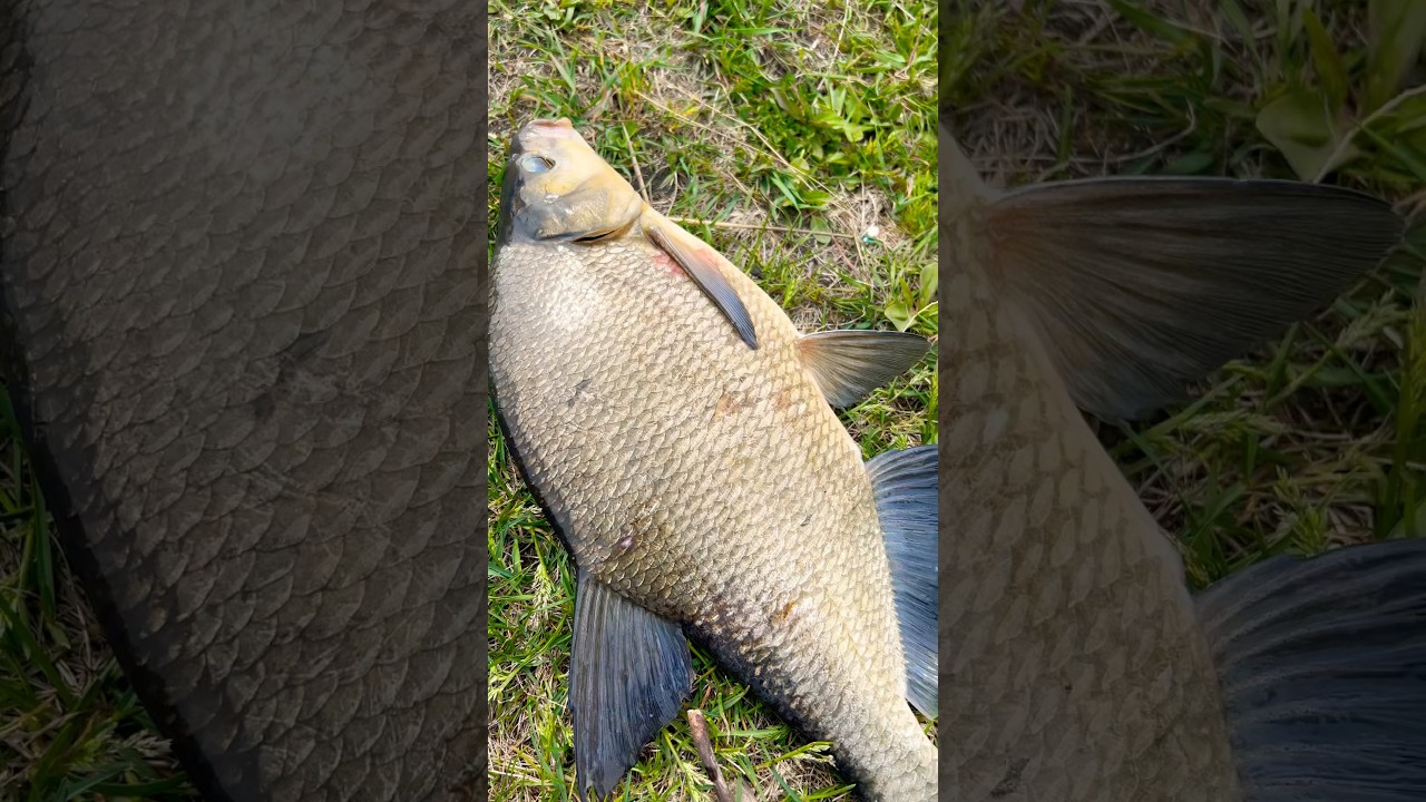 Огромный лещ на Nissin Ares Liberate Li510S TZ. 