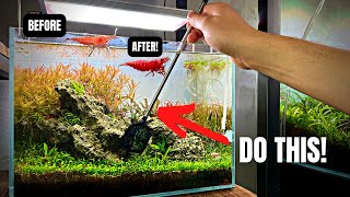 DO THIS TO IMPROVE THE COLOR OF YOUR SHRIMP + EXCITING NEWS!