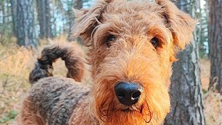 Честный разговор об &quot;Идеальной собаке&quot;