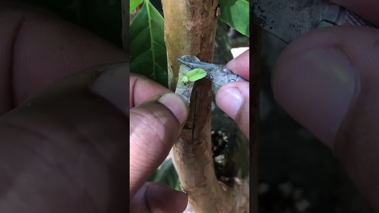 H-Cut Guava Tree Grafting Techniques | Expert Tips for Successful Grafts 