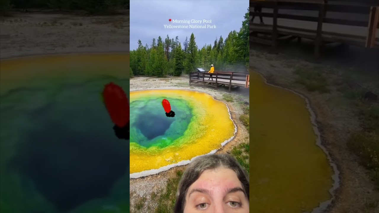 Утренняя глория