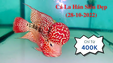 Cá La Hán Siêu Đẹp 28-10-2022 | Cá Cảnh Đại Lâm Mộc