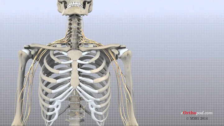Cervical Spine Anatomy (eOrthopod)