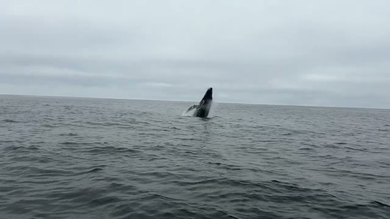 Juvenile humpback whale show