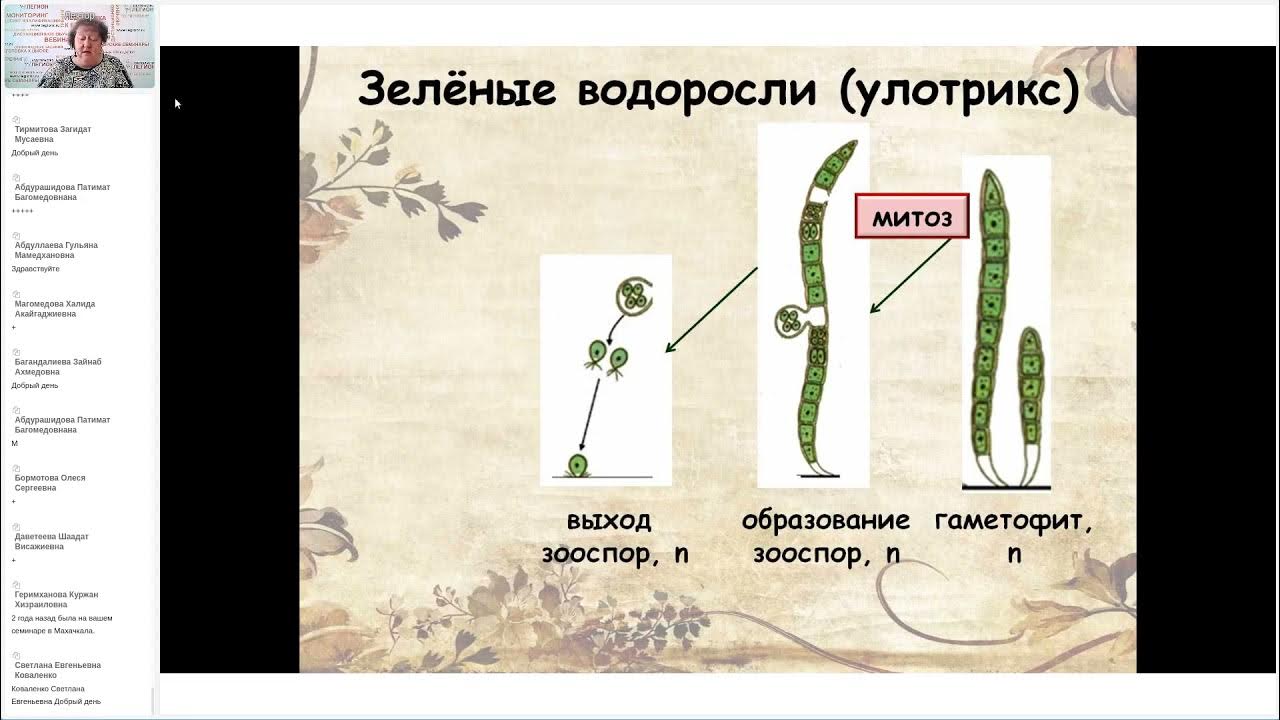 Жизненные циклы егэ биология задания. Цикл развития развития улотрикса. Циклы развития растений. Биология циклы развития растений. Циклы развития растений схемы ЕГЭ.