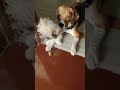 Yeah I m beagle and I am cute