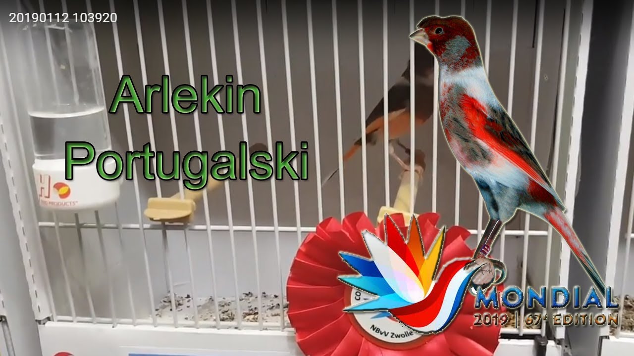 MONDIAL COM ZWOLLE 2019 WORLD SHOW The Portuguese Harlequin YouTube