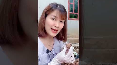 Sử dụng quả óc chó tươi và óc chó khô như thế nào ? #shortsvideo #shorts