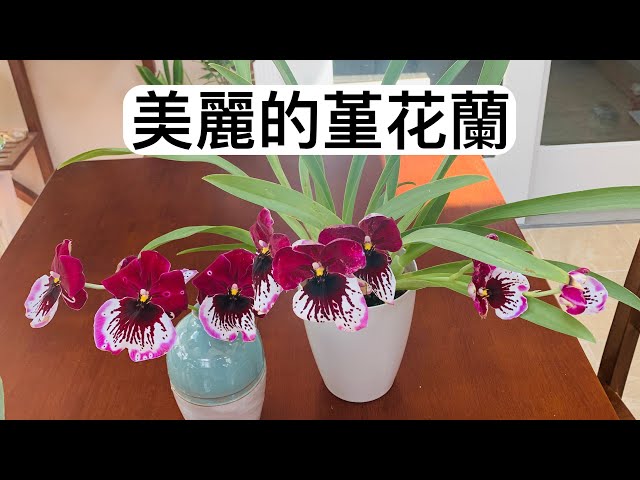 Miltoniopsis Ananda Apple