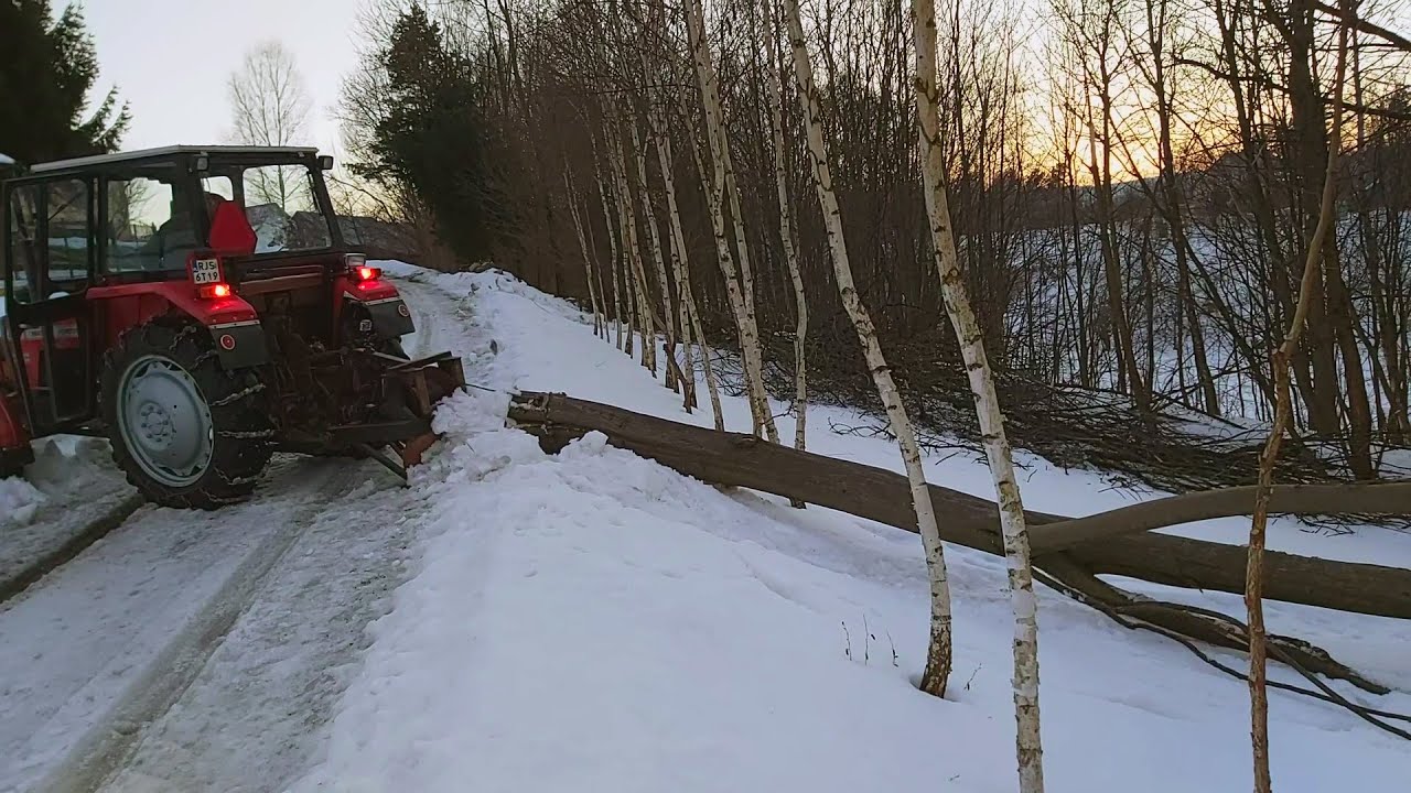 Zimowa ścinka drzew 2021 ☆ MF 255 ☆ DOLPIMA PS 280