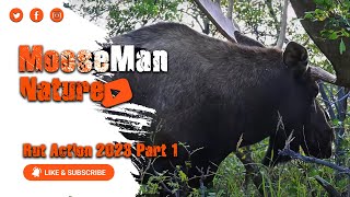 Early Moose Rut Action 2023 Part 1 mooserut