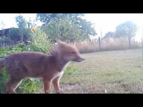 2 jeunes renards dans mon jardin