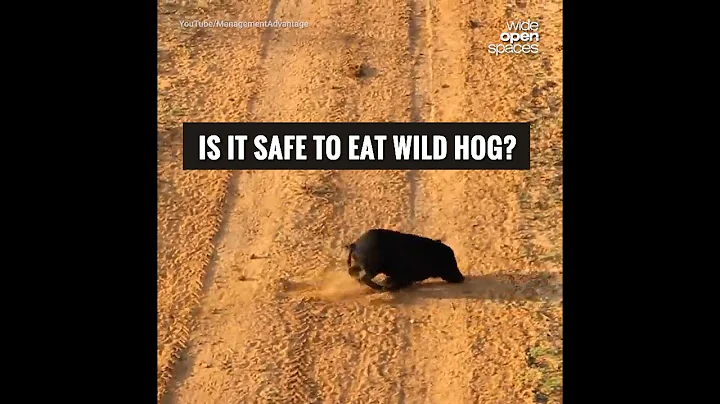 Is It Safe to Eat Wild Hog?