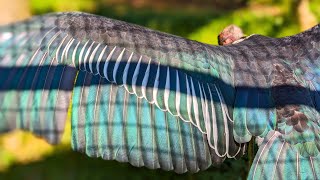 アフリカハゲコウの日光浴はキュートなお顔とキレイな翼を思う存分堪能できる時間だった【アフリカハゲコウ】Marabou stork