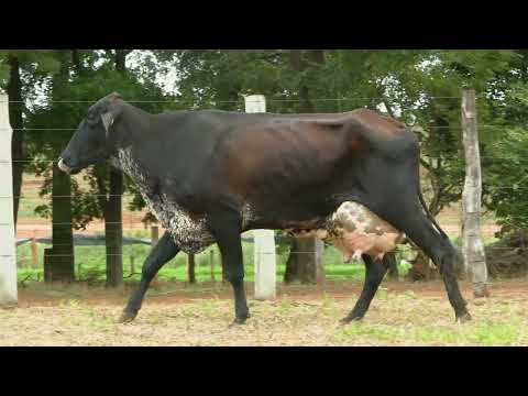 LOTE 20   ESTÂNCIA BELA VISTA   17865