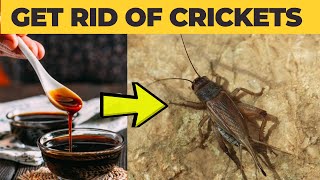 How to Get Rid of Crickets in Your House (Quick and Easy)