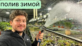 видео: ПОЛИВ СУККУЛЕНТОВ ЗИМОЙ картинка: ПОЛИВ СУККУЛЕНТОВ ЗИМОЙ