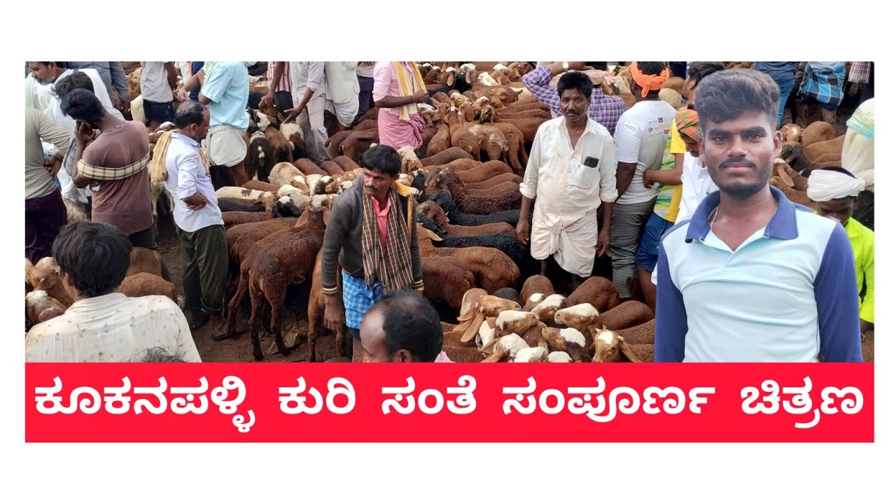 ಈ ಶುಕ್ರವಾರದ ಕೂಕನಪಳ್ಳಿ ಕುರಿ ಸಂತೆ ಸಂಪೂರ್ಣ ಚಿತ್ರಣ | Kukanapalli Sheep market |