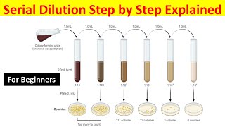 How to Perform Serial Dilution for Bacterial Growth Measurement: Step-by-Step Guide