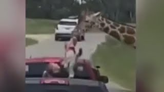 Giraffe at Texas drive-thru safari grabs little girl, lifting her into the air