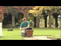 How To Plant A Shrub In A Container