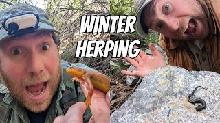 Winter Newts and Salamanders | Field Herping in Southern California