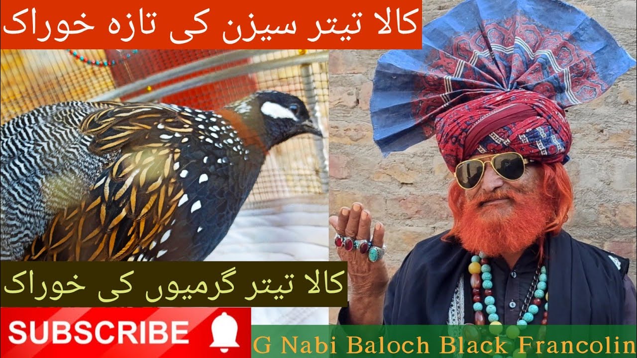 Kala Teetar Season ki khurak Bnane ka tareka Mama Rind کالا تیتر تازہ خوراک بنانے کا طریقہ