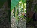 Rainy season bamboo tree, shorts