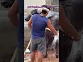 Sumo   H के फ़ायदे   पशुओं की लेवटी बढ़ाये, शरीर पर चमक लाए , खुरों की दरार ख़त्म करे  #buffalo
