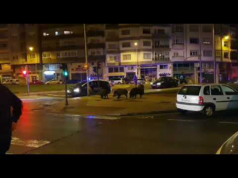Los jabalíes, como en casa por la Fonte dos Ranchos