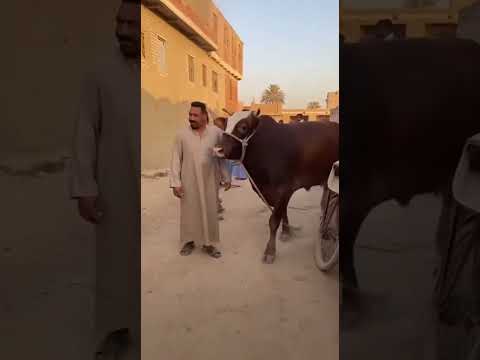 العجل طائر من فوق البيت اكسبلور دويتو ضحك Funny اهميه ترند المراه كلاب Love التغطيه