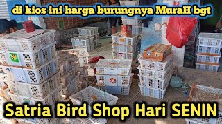 Satria birdshop Monday updates stock of mangrove tledekan.trucuk.jabo.pleci buxto.cakeling!!