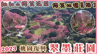 2023 桃園復興-翠墨莊園緋紅山櫻花大爆發I 28拍攝已全開I 早 ... 