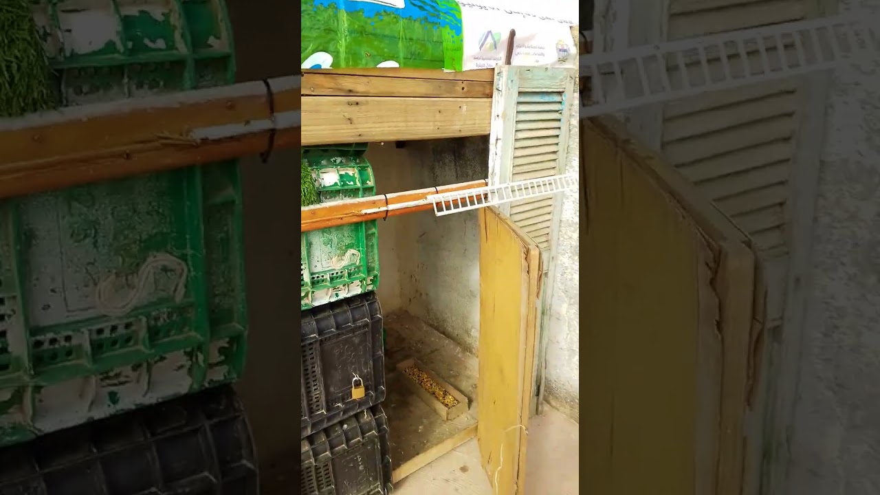 رجعة نتوا ورجع معه الى جديد🕊️🕊️😃