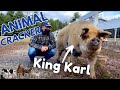 950lb. (431kg.) RESCUE PIG gets a CHIROPRACTIC ADJUSTMENT!  | Animal Cracker