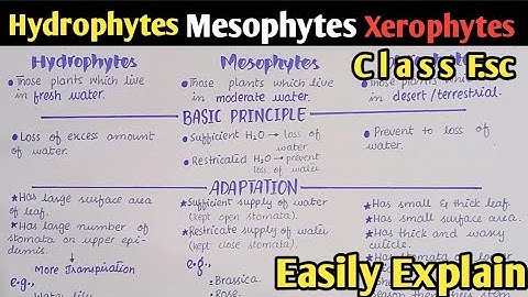 Osmoregulation In Plants, Hydrophytes, Mesophytes And Xerophytes | Class 12 Biology