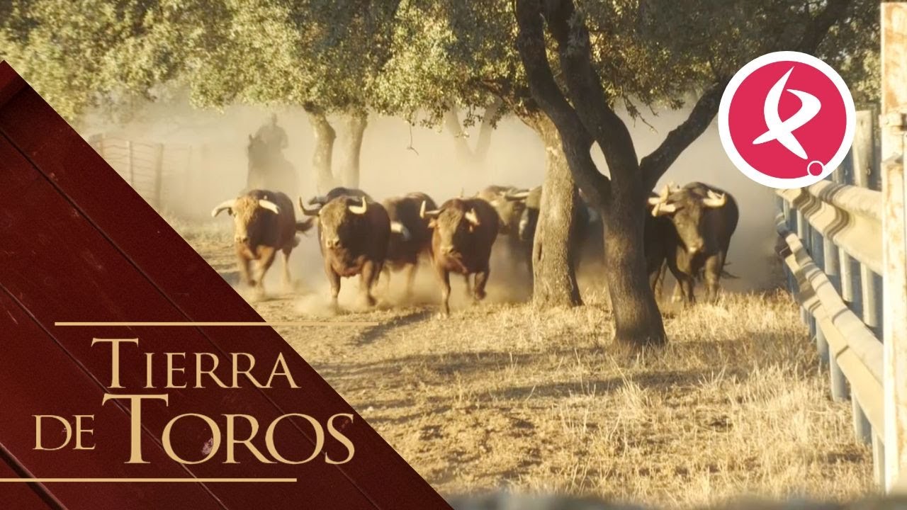 Los toros de Criado “entrenan” de madrugada | Tierra de Toros