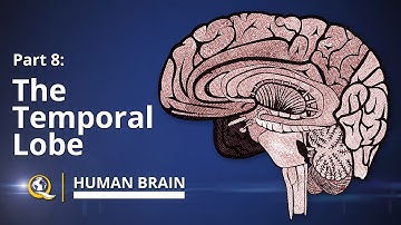 Temporal Lobe  - Human Brain Series - Part 8