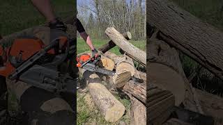 First Cuts With The Husqvarna 592 XP!  #husqvarna #chainsaw #forestry