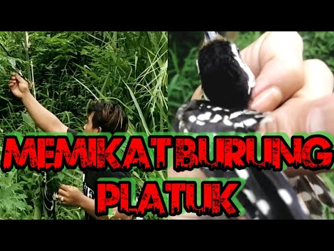 Video: Cara Memikat Pelawat