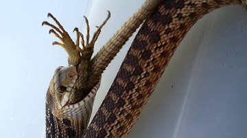 Gopher snake eating fence lizard part3