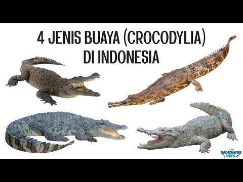 4 Jenis Buaya di Indonesia, beserta cara membedakan Buaya Muara, Buaya Irian, dan Buaya Siam